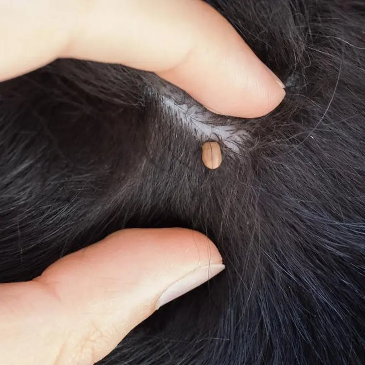 Cómo quitar la cabeza de una garrapata en el gato